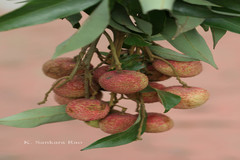 Litchi chinensis